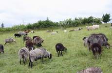 Schafe-Ziegen-1.jpg